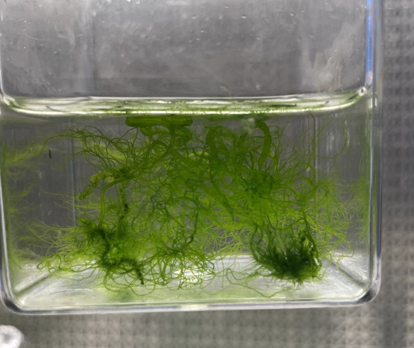 Algae | NCMA at Bigelow Laboratory ncma.bigelow.org