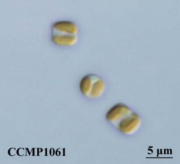 CCMP1061 | NCMA at Bigelow Laboratory