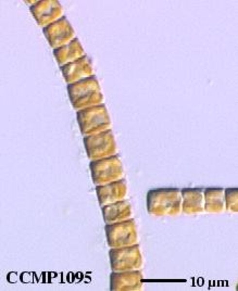 CCMP1095 | NCMA at Bigelow Laboratory