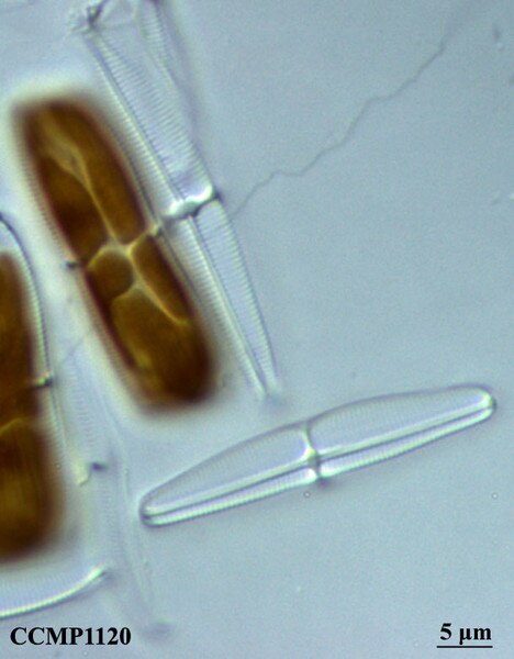 CCMP1120 | NCMA at Bigelow Laboratory