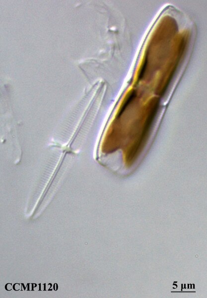 CCMP1120 | NCMA at Bigelow Laboratory