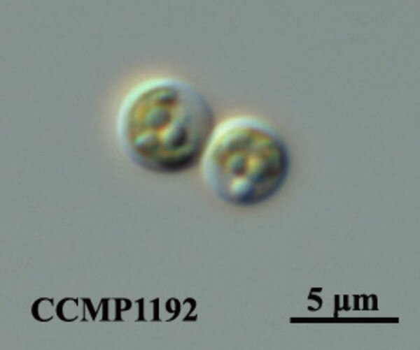 CCMP1192 | NCMA at Bigelow Laboratory