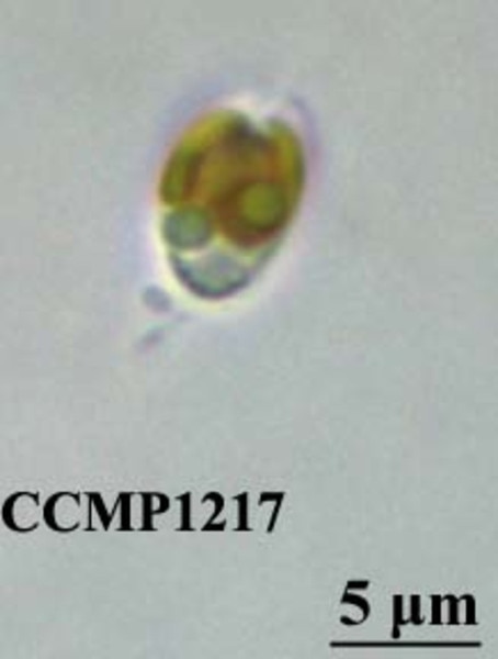 CCMP1217 | NCMA at Bigelow Laboratory