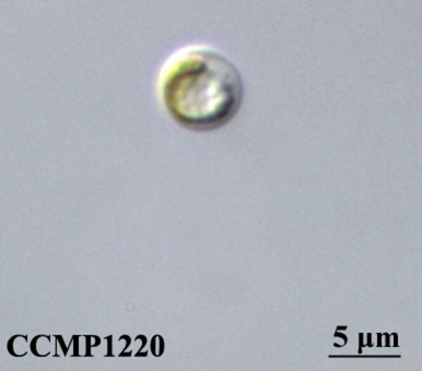 CCMP1220 | NCMA at Bigelow Laboratory