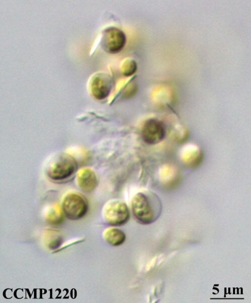 CCMP1220 | NCMA at Bigelow Laboratory