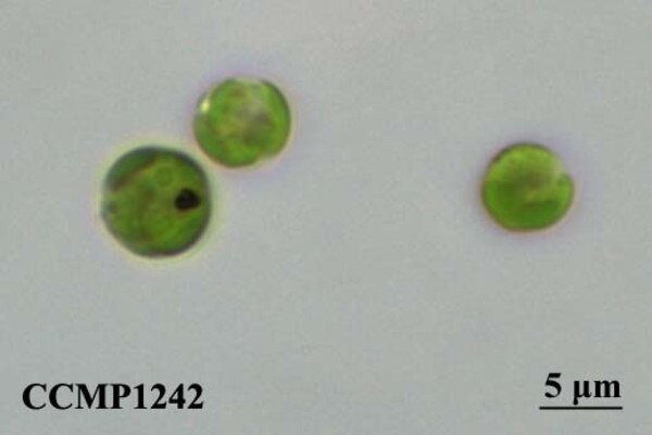CCMP1242 | NCMA at Bigelow Laboratory