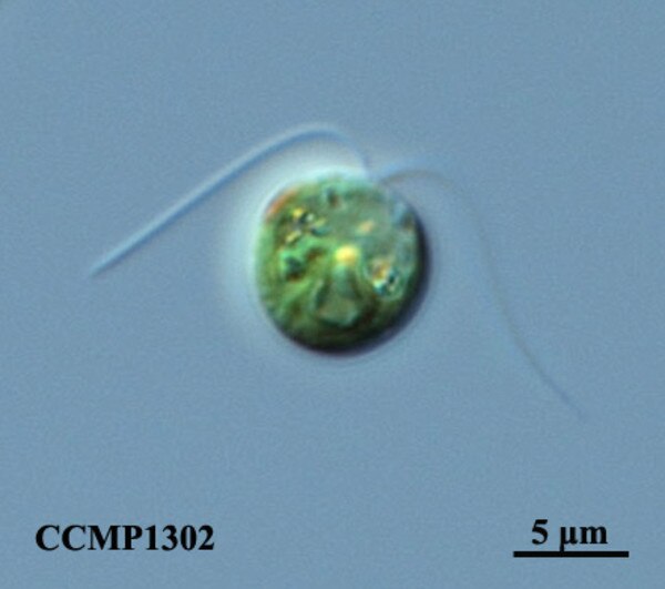 CCMP1302 | NCMA at Bigelow Laboratory