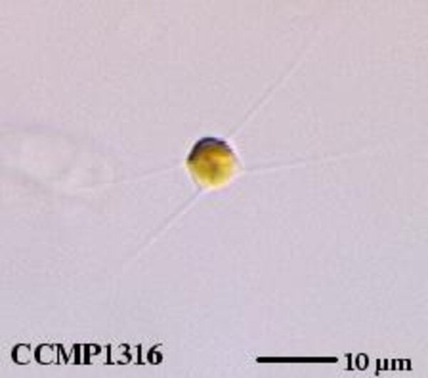 CCMP1316 | NCMA at Bigelow Laboratory