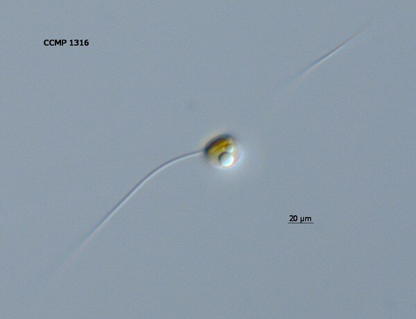CCMP1316 | NCMA at Bigelow Laboratory