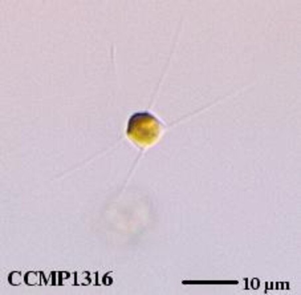 CCMP1316 | NCMA at Bigelow Laboratory