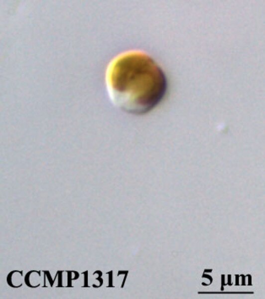 CCMP1317 | NCMA at Bigelow Laboratory