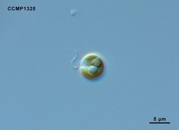 CCMP1316 | NCMA at Bigelow Laboratory