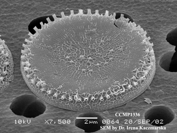 Clessidra Magnetica - Legami - Flooky