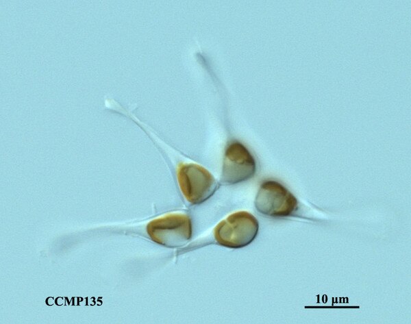 CCMP135 | NCMA at Bigelow Laboratory