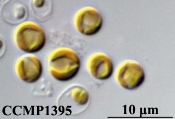 CCMP1395 | NCMA at Bigelow Laboratory