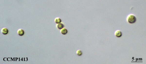 CCMP1413 | NCMA at Bigelow Laboratory