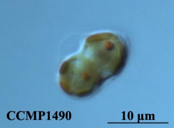 CCMP1490 | NCMA at Bigelow Laboratory