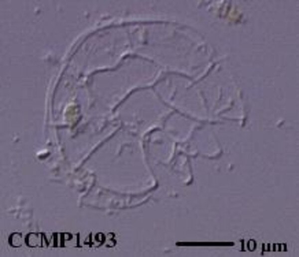 CCMP1493 | NCMA at Bigelow Laboratory