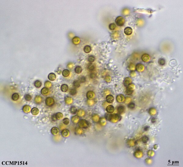 CCMP1514 | NCMA at Bigelow Laboratory