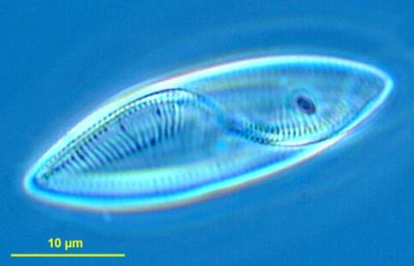 CCMP1522 | NCMA at Bigelow Laboratory