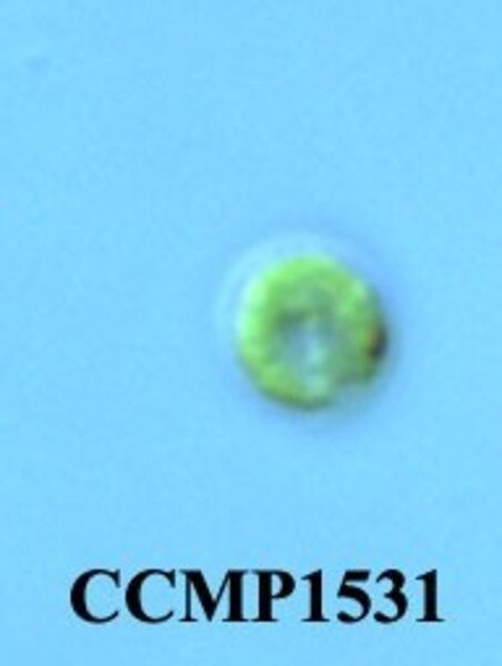 CCMP1531 | NCMA at Bigelow Laboratory