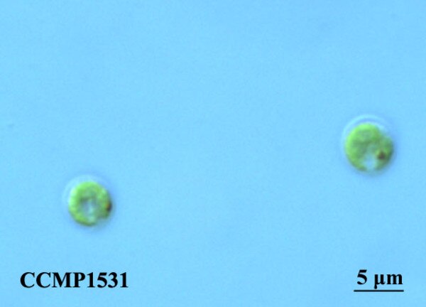 CCMP1531 | NCMA at Bigelow Laboratory