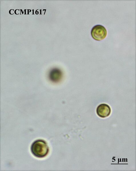 CCMP1617 | NCMA at Bigelow Laboratory