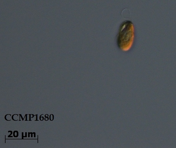 CCMP1680 | NCMA at Bigelow Laboratory