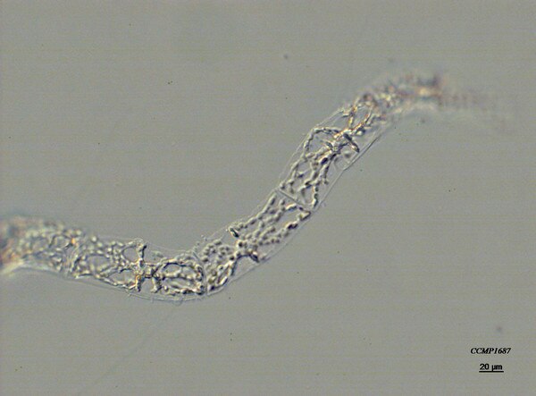 Helicotheca Ribbons CCMP1687 | NCMA at Bigelow Laboratory
