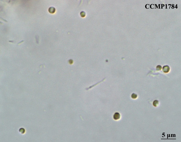 CCMP1784 | NCMA at Bigelow Laboratory