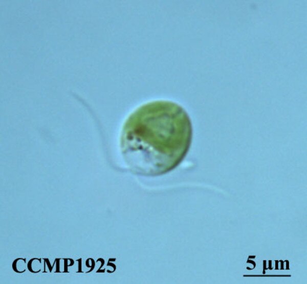 CCMP1925 | NCMA at Bigelow Laboratory