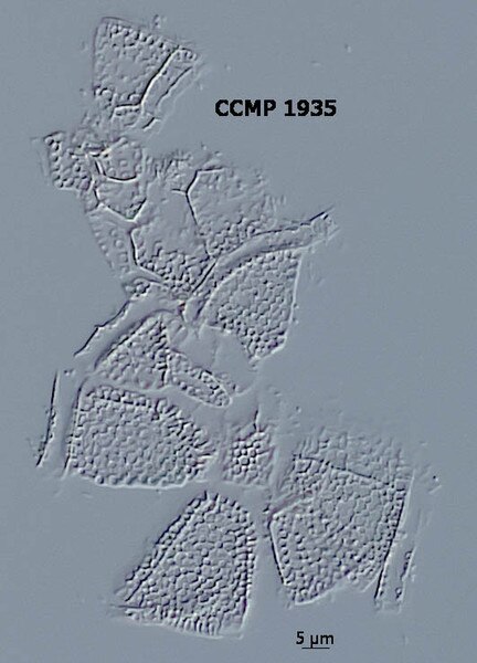 CCMP1935 | NCMA at Bigelow Laboratory