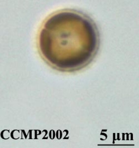 CCMP2002 | NCMA at Bigelow Laboratory