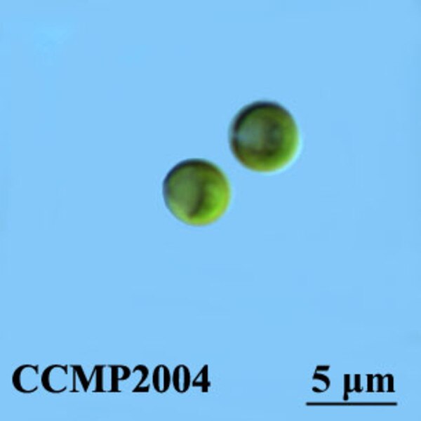 CCMP2004 | NCMA at Bigelow Laboratory