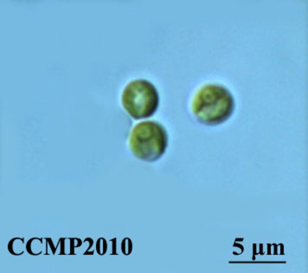 CCMP2010 | NCMA at Bigelow Laboratory