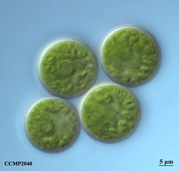 CCMP2040 | NCMA at Bigelow Laboratory