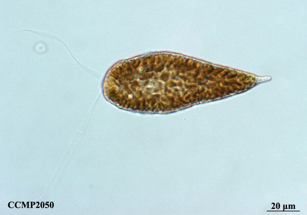 CCMP2050 | NCMA at Bigelow Laboratory