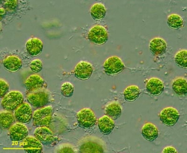 CCMP2057 | NCMA at Bigelow Laboratory