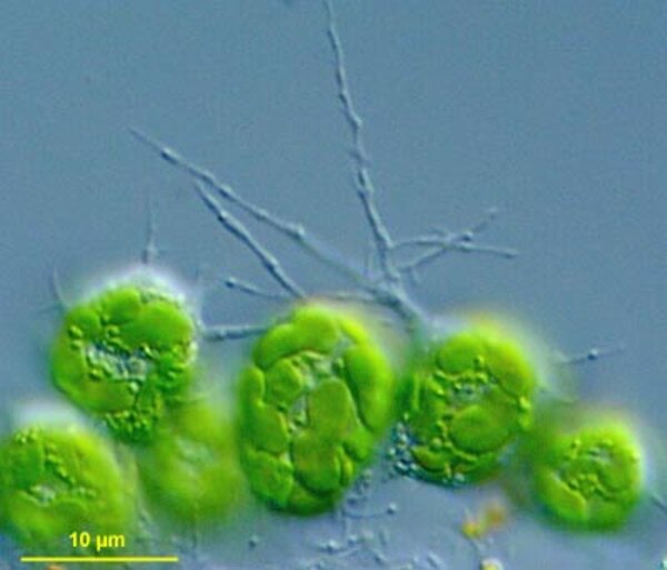CCMP2057 | NCMA at Bigelow Laboratory