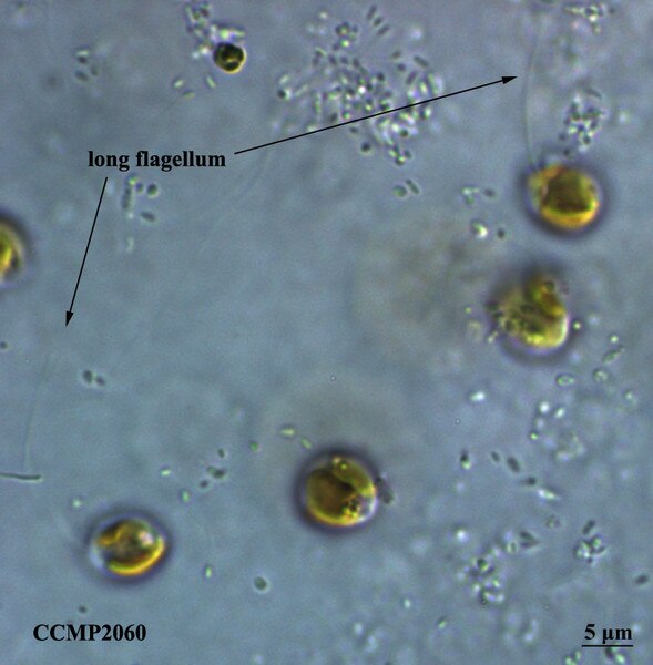 CCMP2060 | NCMA at Bigelow Laboratory