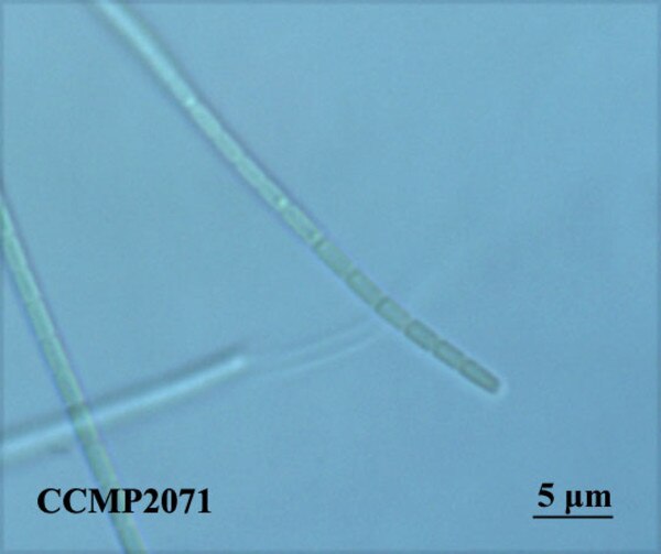 CCMP2071 | NCMA at Bigelow Laboratory