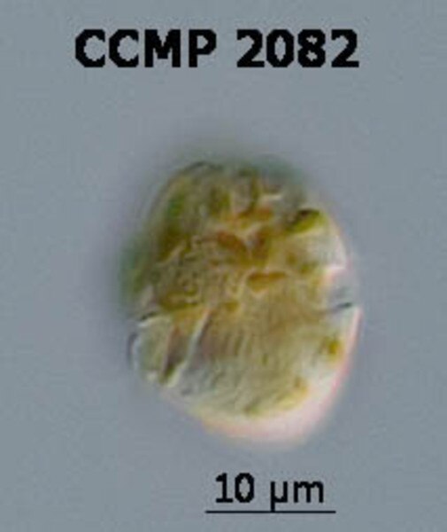 CCMP2082 | NCMA at Bigelow Laboratory