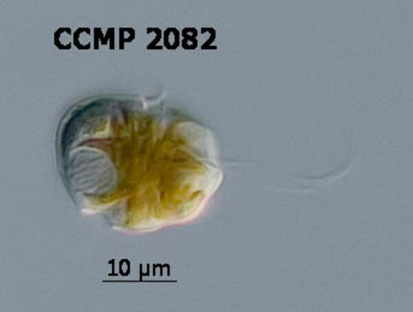 CCMP2082 | NCMA at Bigelow Laboratory