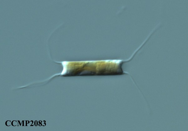 CCMP2083 | NCMA at Bigelow Laboratory