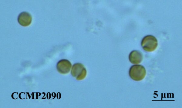 CCMP2090 | NCMA at Bigelow Laboratory