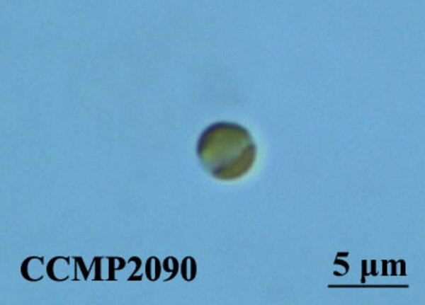 CCMP2090 | NCMA at Bigelow Laboratory