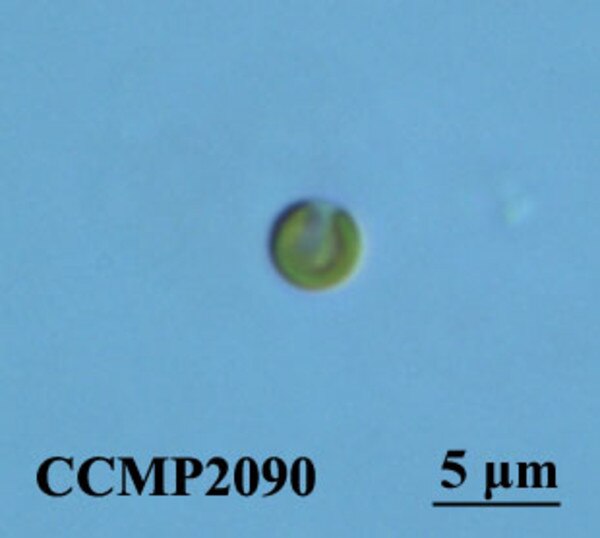 CCMP2090 | NCMA at Bigelow Laboratory