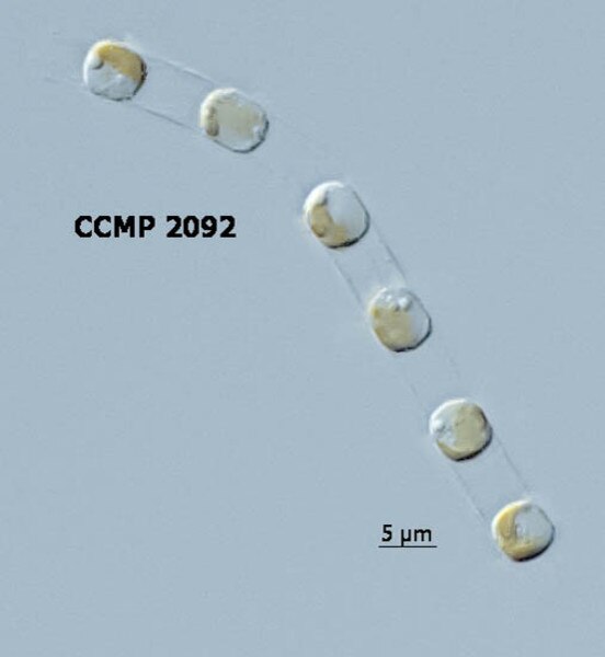 CCMP2092 | NCMA at Bigelow Laboratory