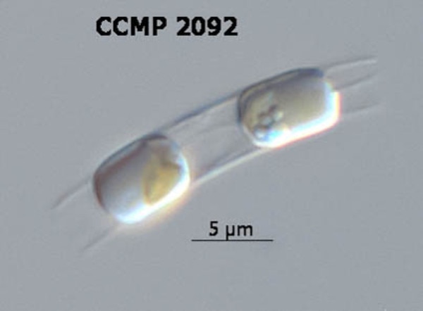 CCMP2092 | NCMA at Bigelow Laboratory