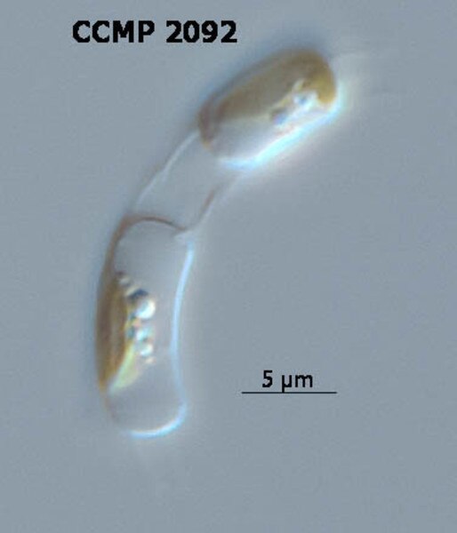 CCMP2092 | NCMA at Bigelow Laboratory